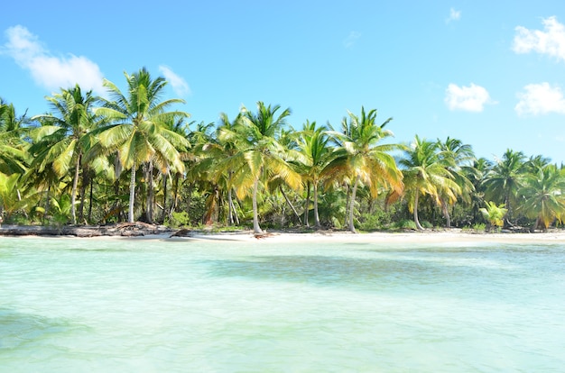 Scena della natura estiva. Spiaggia tropicale con palme.