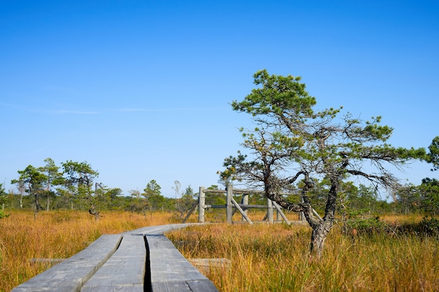 Scena della pineta in palude alzata. Parco nazionale di Kemeri, Lettonia