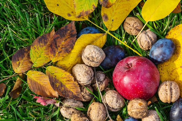 Scena della stagione autunnale con raccolto di frutta e noci in giardino. La bellezza dell'autunno.