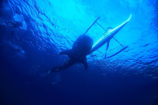 scena dello squalo balena paesaggio / astratto subacqueo pesce di mare grande, avventura, immersioni, snorkeling