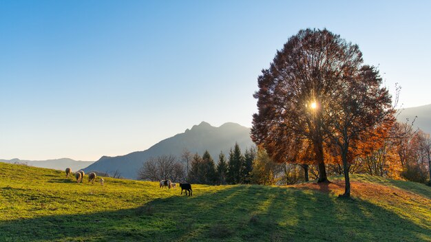 Scena di alpeggi in autunno