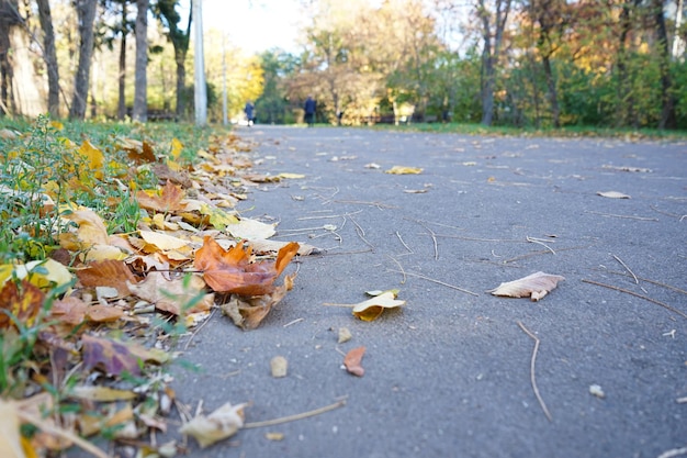 Scena di cambiamento della natura Vicolo d'autunno nella luce del mattino del parco