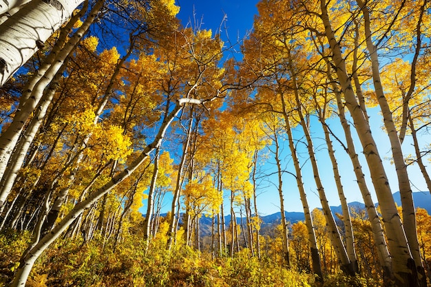 Scena di foresta soleggiata colorata nella stagione autunnale con alberi gialli in una giornata limpida.