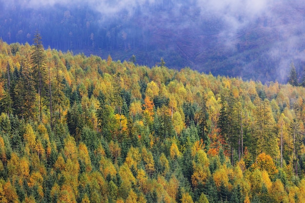 Scena di foresta soleggiata colorata nella stagione autunnale con alberi gialli in una giornata limpida.