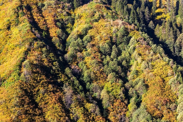 Scena di foresta soleggiata colorata nella stagione autunnale con alberi gialli in una giornata limpida.