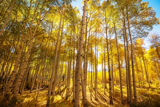 Scena di foresta soleggiata colorata nella stagione autunnale con alberi gialli in una giornata limpida.