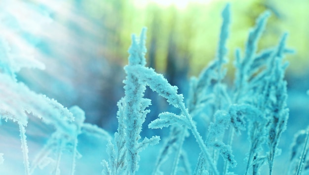 scena di inverno