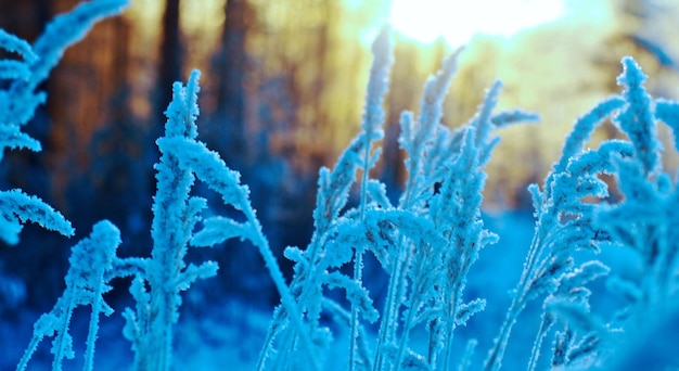 scena di inverno