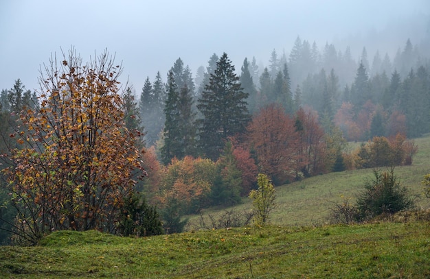 Scena di montagne autunnali nuvolose e nebbiose Scena di concetto di bellezza della campagna e della natura stagionale del viaggio pittoresco pittoresco Carpazi Ucraina