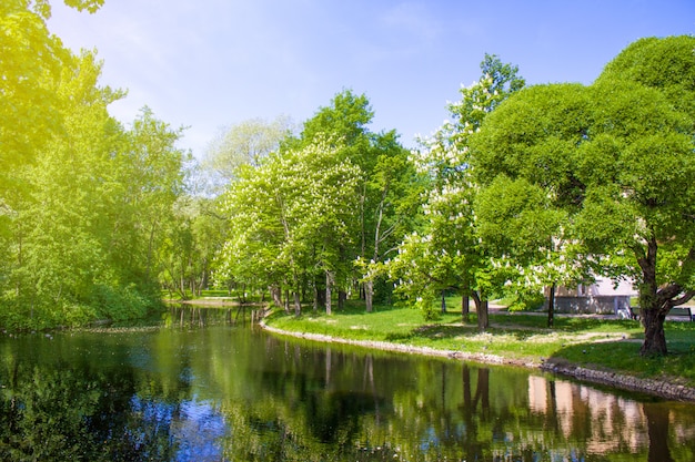 Scena di natura primavera Bel paesaggio. Parcheggiare con castagni in fiore, erba verde, riva del fiume e fiori.