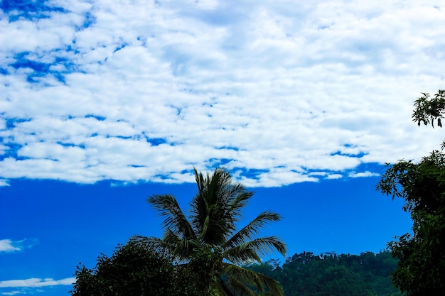 Scena di natura tranquilla con cielo blu nuvole e alberi