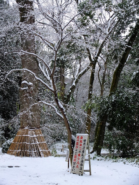 Scena di neve al Santuario Shimogamo a Kyoto