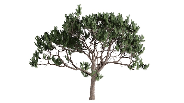 Scena di sfondo di alberi 3D bianca