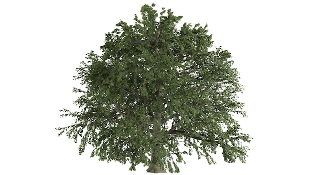 Scena di sfondo di alberi 3D bianca