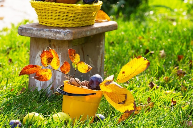 Scena di stagione autunnale con raccolto di frutta e noci in giardino. La bellezza dell'autunno.