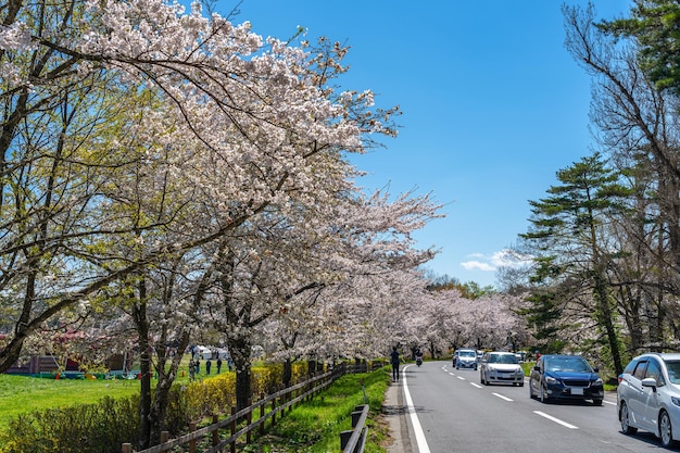 scena di strada rurale in fiore di ciliegio