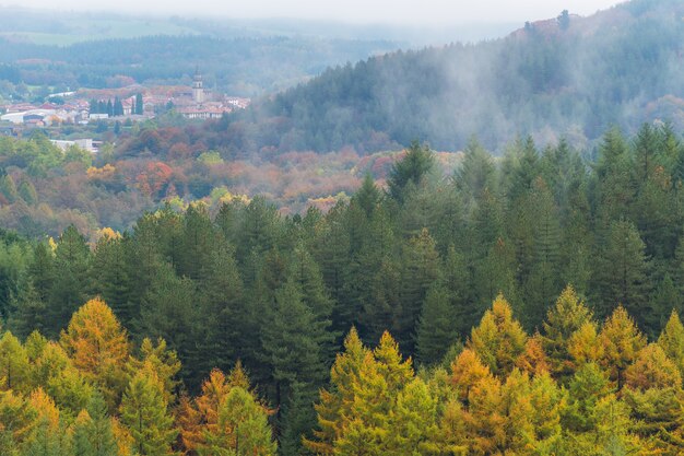 Scena di una foresta in autunno con una mattina nebbiosa