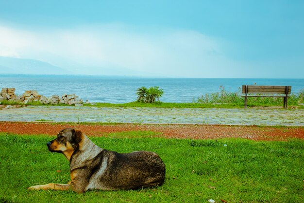 Scena drammatica autunnale Una panchina vuota, un cane solitario e una vista nuvolosa sul lago in autunno Lago Sapanca