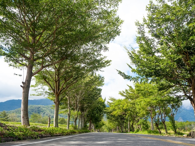 Scena estiva, strada con foglie e alberi ai lati.