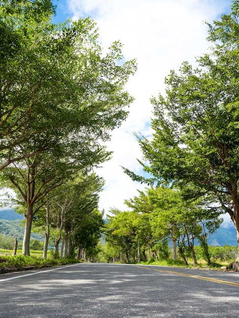 Scena estiva, strada con foglie e alberi ai lati.