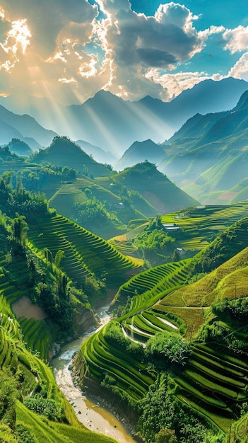 Scena illuminata dal sole con vista sulla piantagione di riso del Vietnam foto professionale a colori ricchi e luminosi