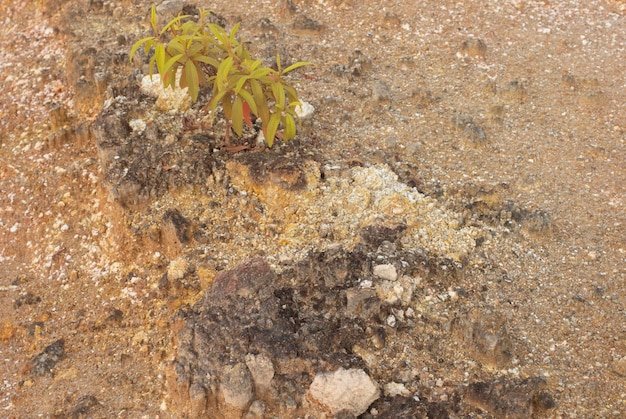 scena intorno alla terra deserta a causa della deforestazione e dell'estrazione della terra