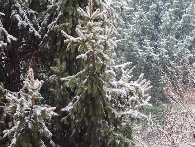 Scena invernale con neve e pino