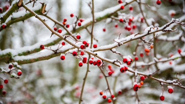 Scena invernale con neve sui rami e bacche rosse