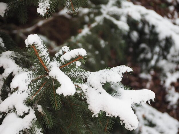 Scena invernale con neve