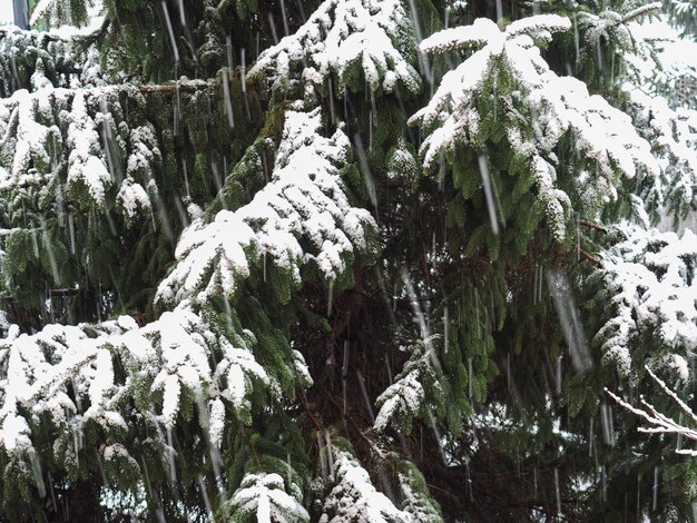 Scena invernale con neve