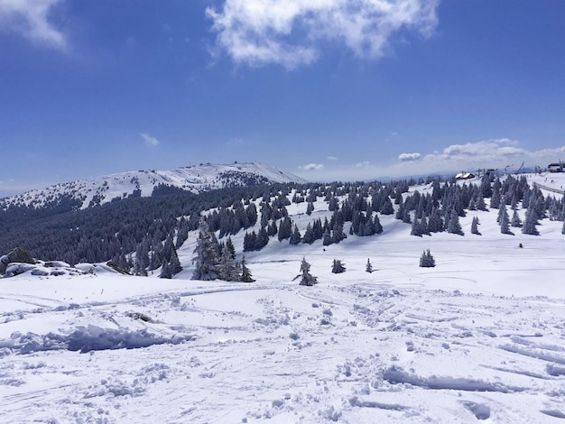 Scena invernale di montagna con pini innevati e cielo blu