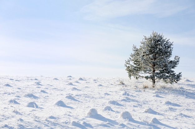 Scena invernale e neve, albero da solo