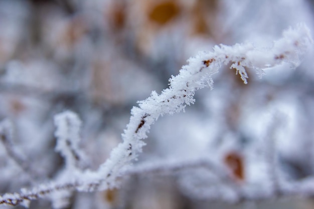 scena invernale in inverno seasone alberi con neve snow park