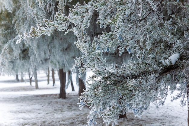 scena invernale in inverno seasone alberi con neve snow park