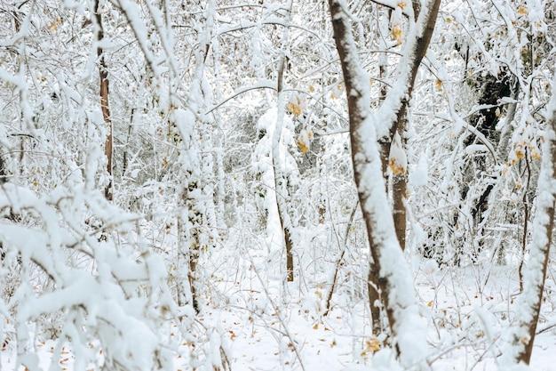 Scena invernale in una foresta con ramoscelli e rami coperti di neve