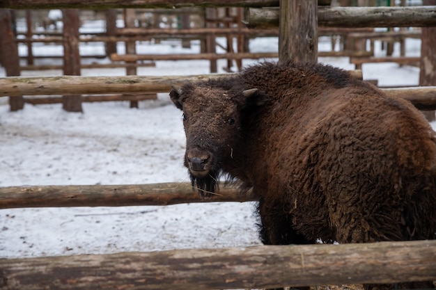 Scena invernaleGrande bisonte europeo marrone in piedi in una neve vicino alla recinzione Ritratto di un bisonte maschio adulto nella fattoria Giorno invernale nuvoloso Sguardo serio Parco nazionale