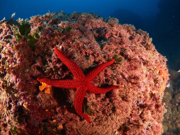 Scena mediterranea subacquea