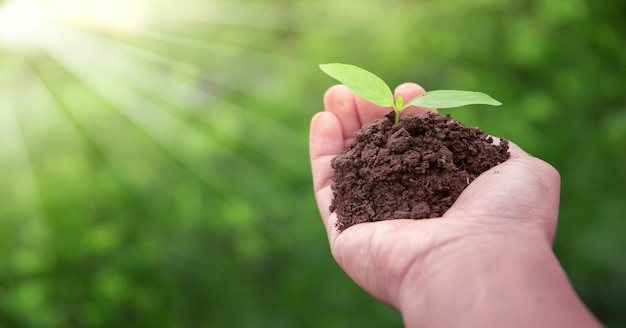 Scena primaverile con mano che tiene pianta verde