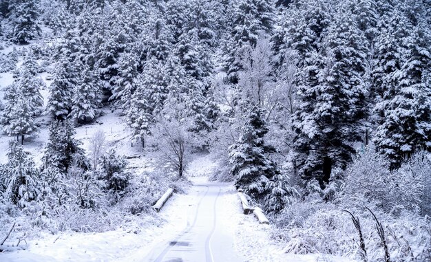 Scena rurale con alberi coperti di neve.