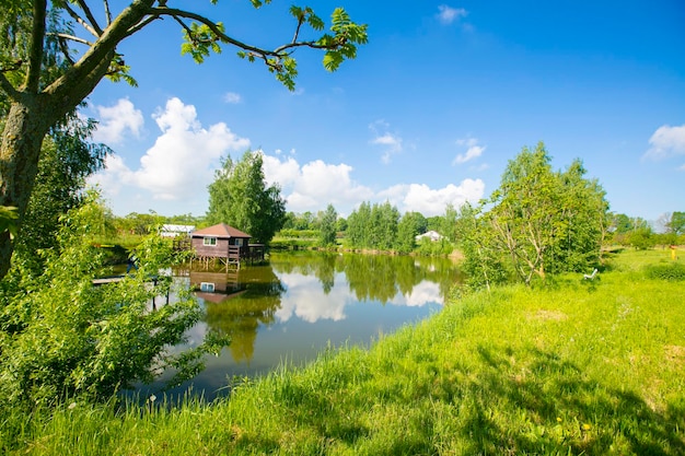 Scena rurale Paesaggio estivo con erba verde e un piccolo stagno