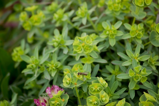 Scena selvaggia di strani fiori verdi