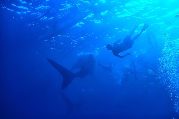 scena subacquea / barriera corallina, paesaggio della fauna selvatica dell'oceano mondiale