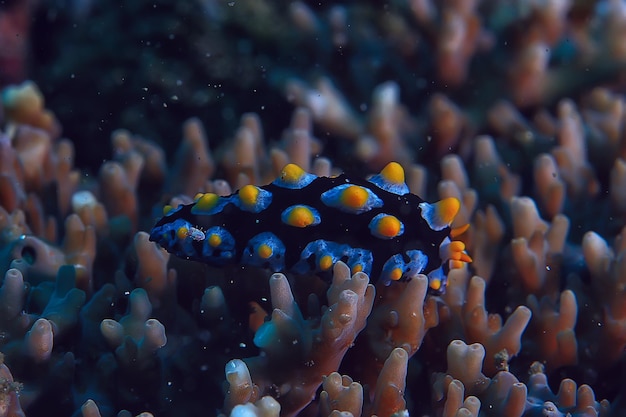 scena subacquea / barriera corallina, paesaggio della fauna selvatica dell'oceano mondiale