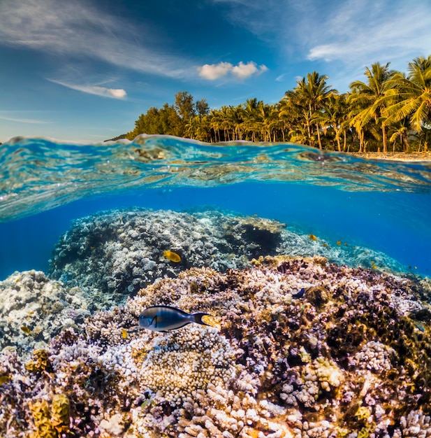 Scena subacquea con reef e pesci tropicali Snorkeling nel mare tropicale Vacanze estive in mare