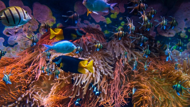 Scena subacquea Gruppi di pesci della barriera corallina in acque cristalline dell'oceano