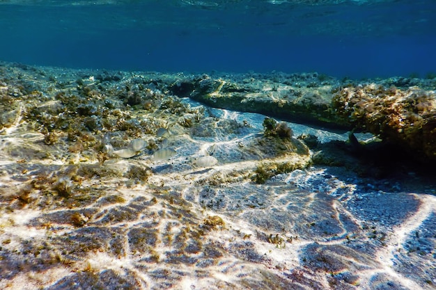 Scena subacquea Pesce alla luce del sole Vita sottomarina