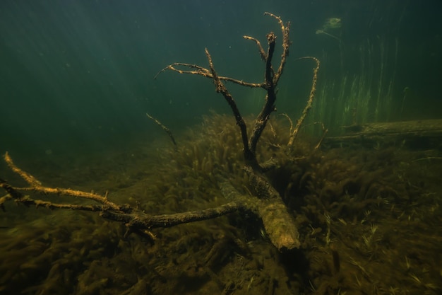 Scena subacquea sul fondo di un lago Natura sfondo