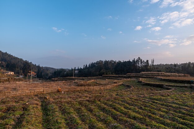 Scenari serali di campagna, case, campi e alberi