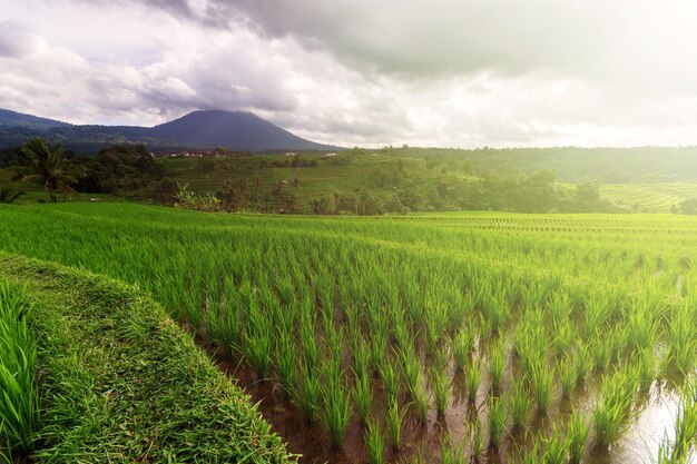 Scenario alla terrazza del riso Jatiluwih a Bali Indonesia