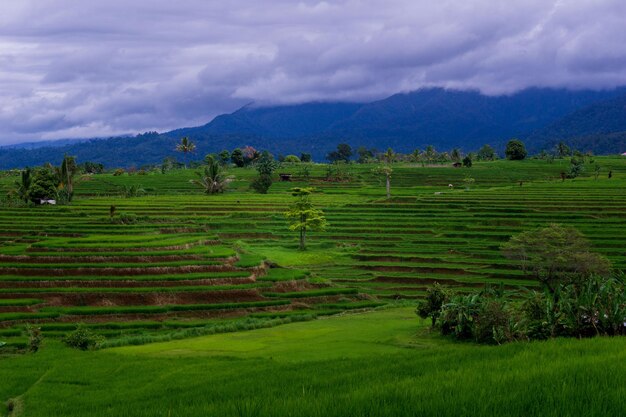 Scenario asiatico in Indonesia bellissimo riso verde